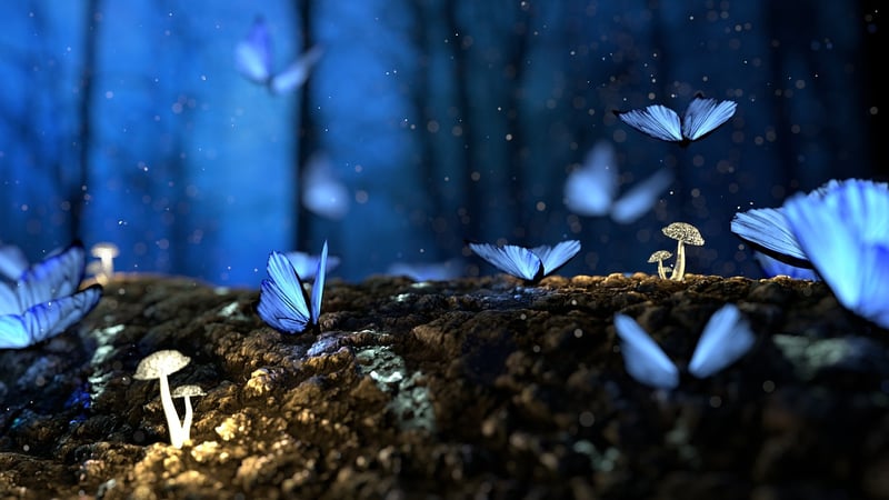 Enchanted Forest Quests
